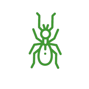 Control de cucarachas y hormigas en Santiago y RM